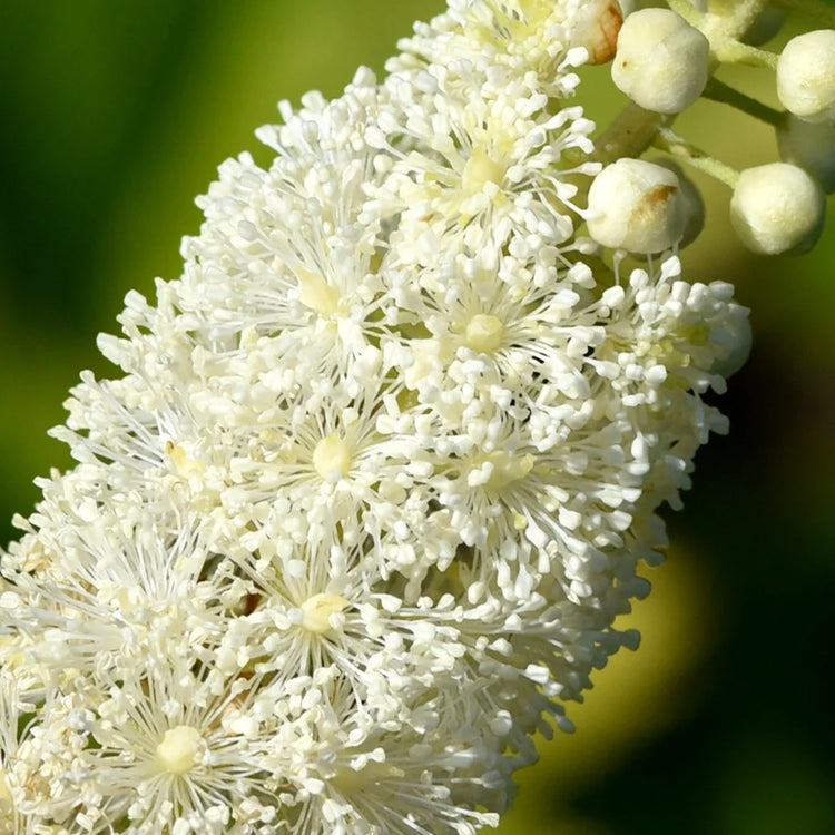 Garden of Wellness Malaysia