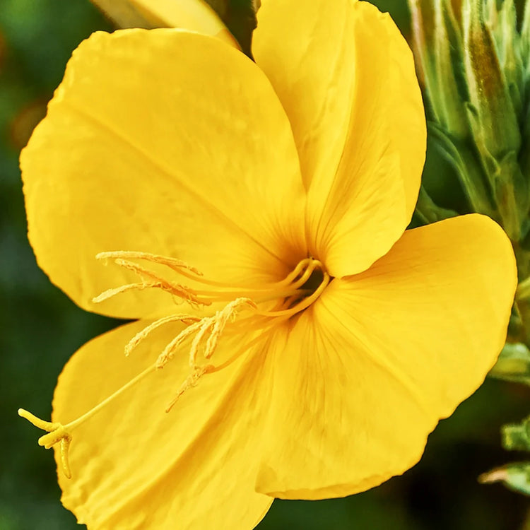 Garden of Wellness Malaysia