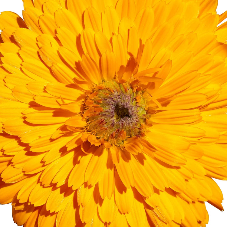 Garden of Wellness Malaysia