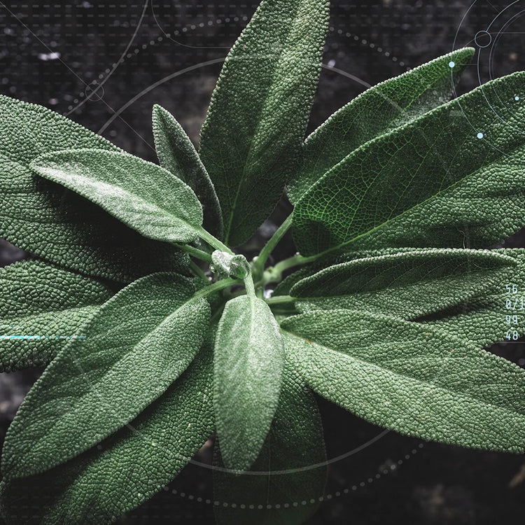 Garden of Wellness Malaysia